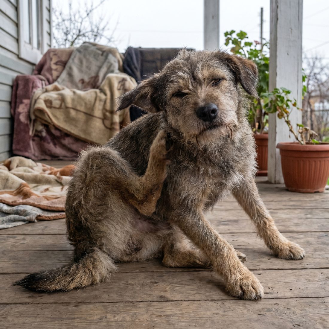 A pet's coat and skin before botanical protection