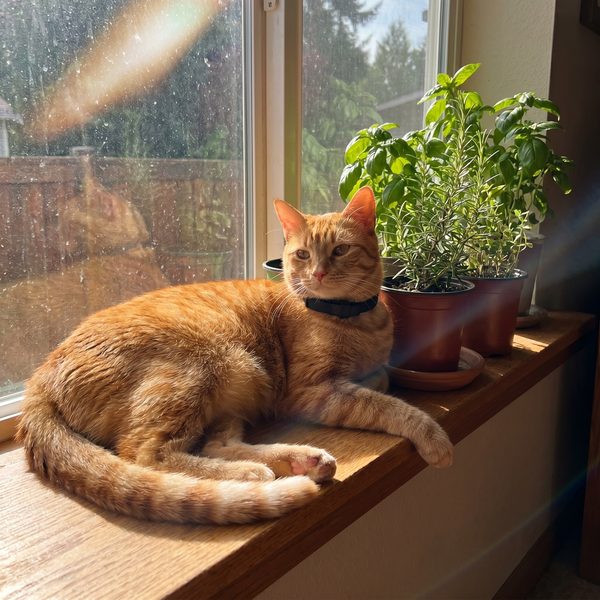 Customer photo: tabby cat wearing the Wildroot cat collar on a windowsill