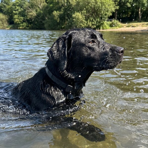 Customer photo: Labrador swimming while wearing the waterproof Wildroot collar